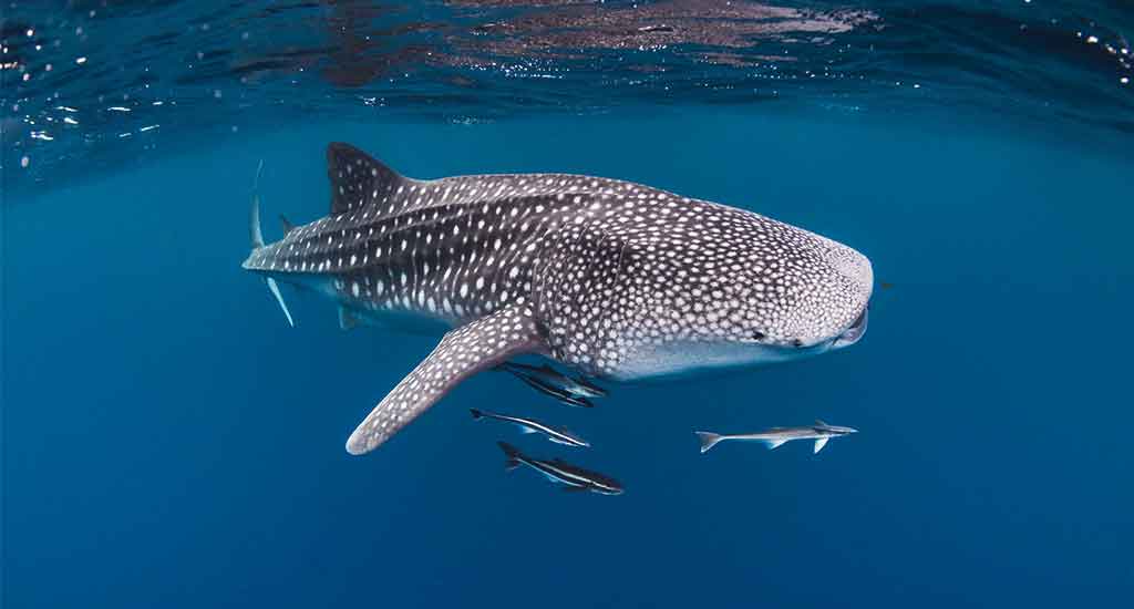 Walvishaai